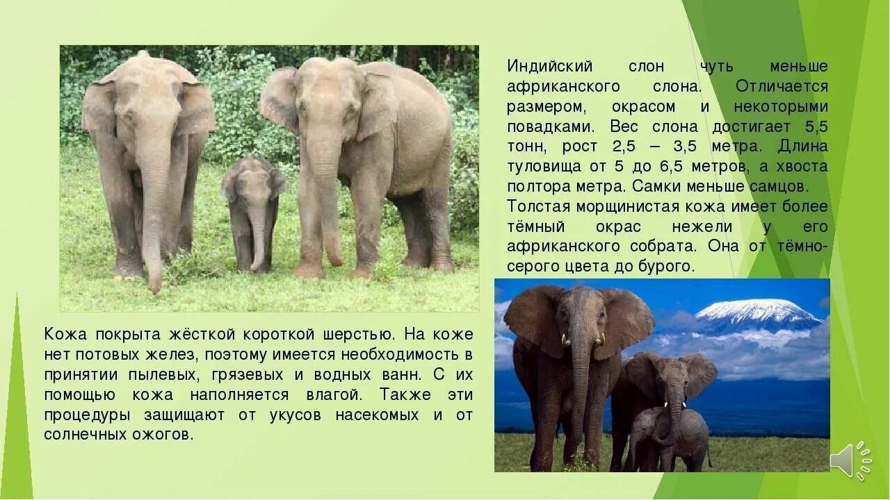 Большие и маленькие краткое содержание. Большие и маленькие краткое содержание. Дуров рассказы о животных 3 класс. Рассказ про индийского слона для 1 класса. Собака каштанка чехов а,п\.