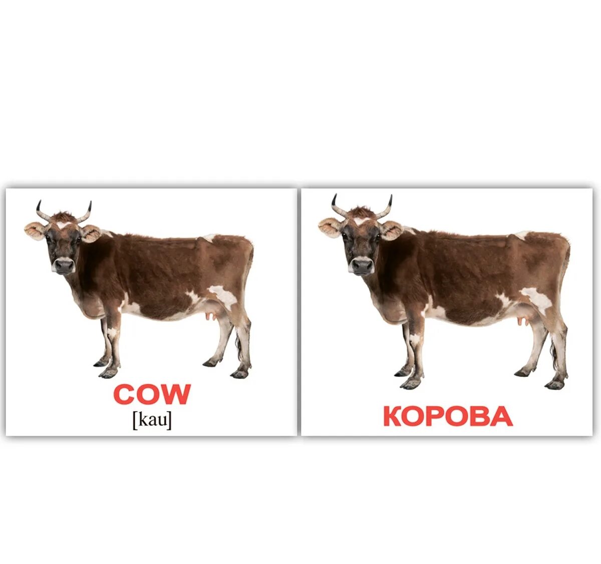 Карточки "домашние животные". Как по английскому корова. Карточки для детей корова. Корова на белом фоне. Карточки на английском для детей.
