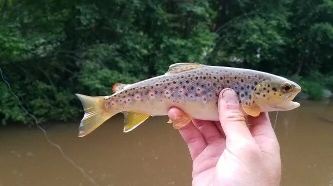 Малек ручьевой форели. Кумжа озерная карелия. Малек кумжи. Форель маленькая. Микижа семга.