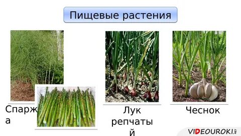 Семейство пищевых растений
