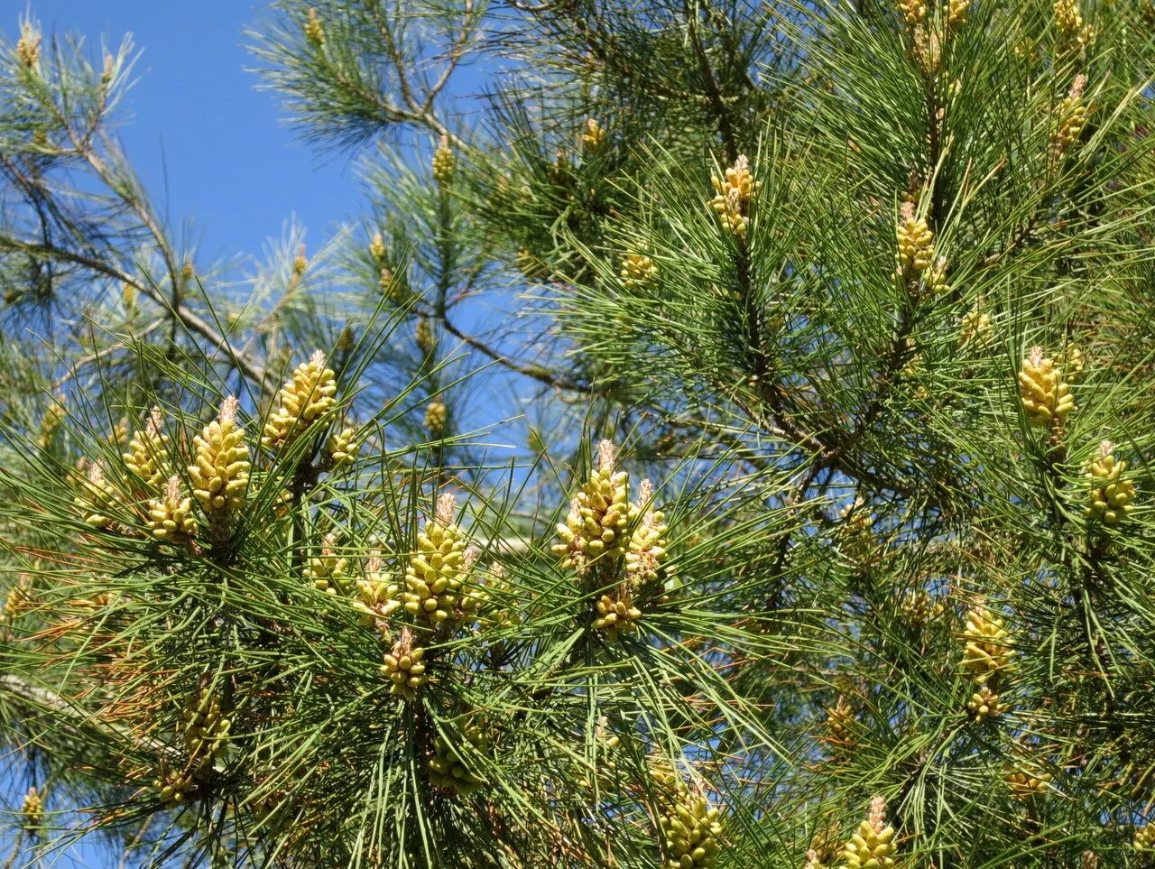 Pinus pityusa. Сосна Пицундская. Сосна Пицундская (Pinus brutia var. Pityusa). Сосна Pinus pityusa.