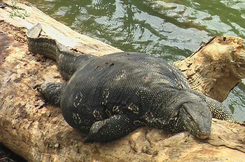 Толстая ящерица. Варан Water Monitor. Варан Комодский жирный. Черный водяной Варан. Водяной Варан Шри Ланка.