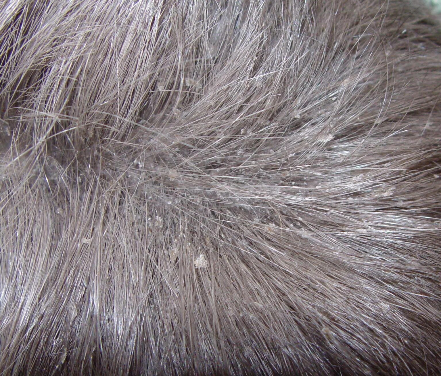 Текстура шерсти. Блестящей шерсти. Блестящей шерсти. Блестящей шерсти. Текстура шерсти.