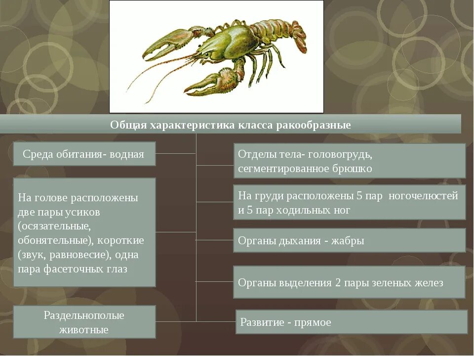 Ракообразные приспособлены к жизни в воде