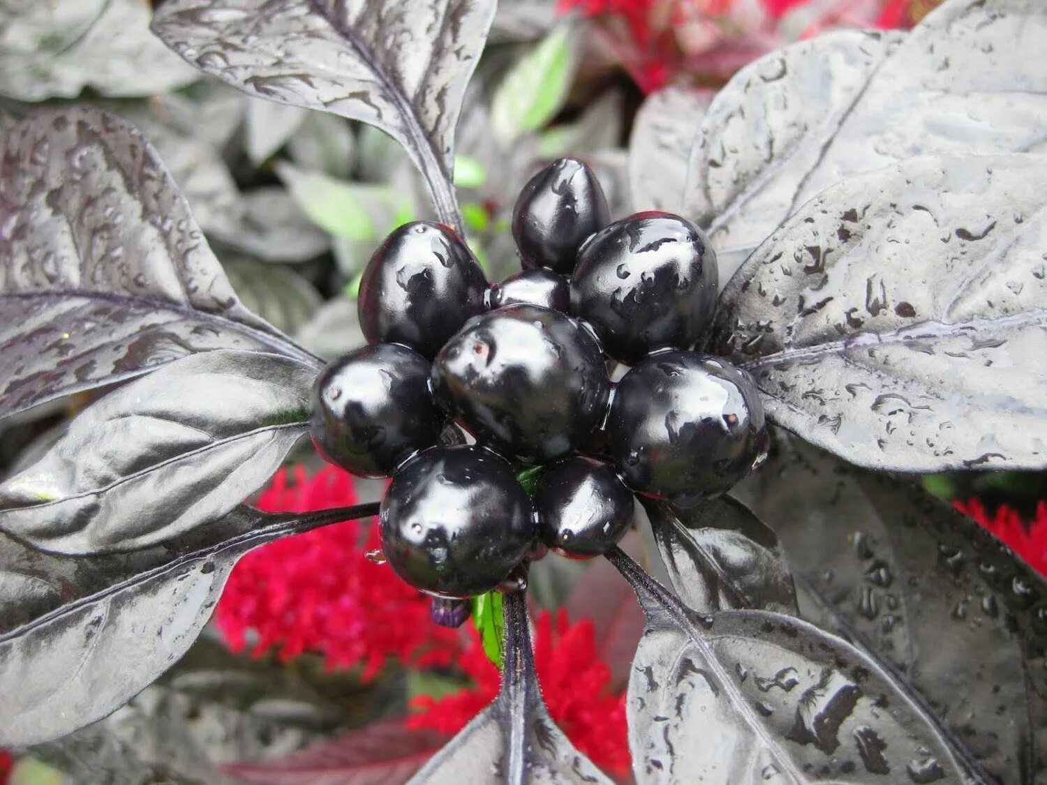 Семена Перец Ягодный (HotBerry) 3шт. EKZO.TERRA 140584053 купить в интернет-мага