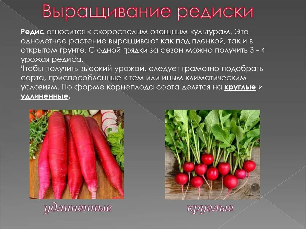 Редис сообщение. Овощные культурные растения. характеристика редиса. редиска биологическое описание.