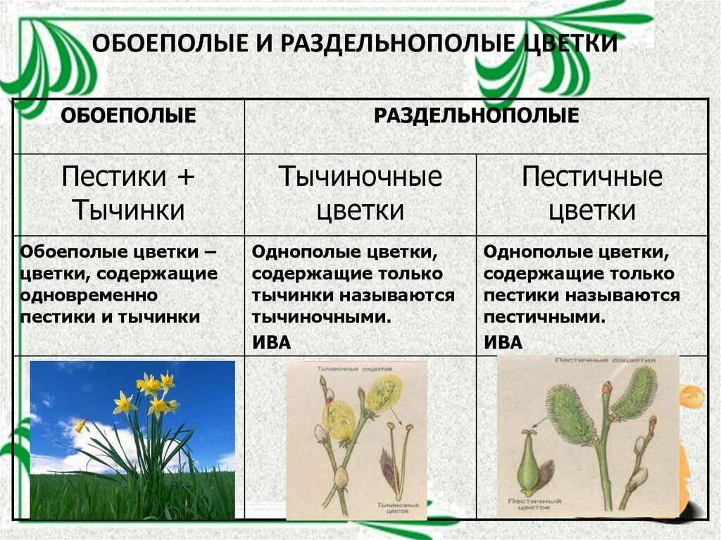 Обоеполыми называют. Обоеполые и раздельнополые. Растения раздельнополые и обоеполые. Обнполые и раздельно полые. Растения с раздельнополыми цветками.