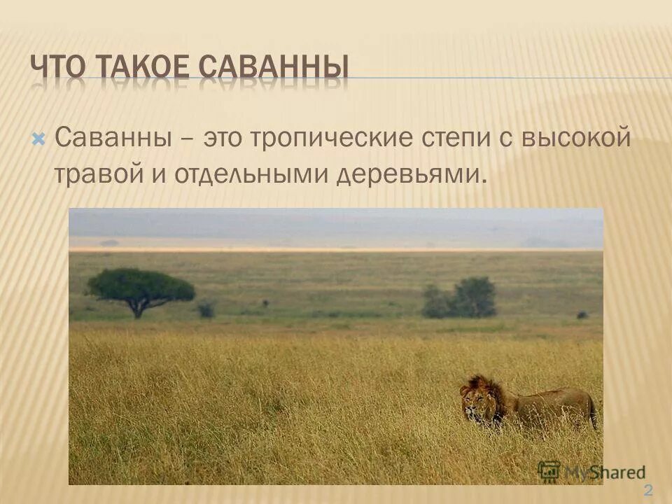 Саванна презентация. Тропическая Саванна. Что такое Саванна определение. Растения в саванне и тропических лесах.