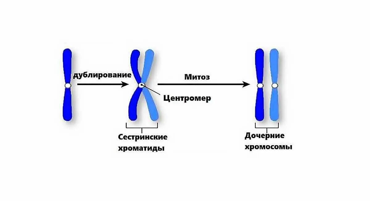 Б образование двухроматидных хромосом. Строение хромосомы хроматиды. Мейоз расхождение сестринских хроматид. Дочерние хромосомы и сестринские хроматиды. Хроматиды состоящие из 2 сестринских хромосом.