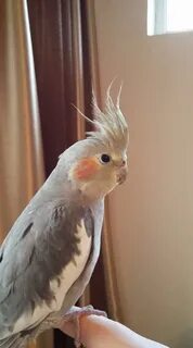 Корелла фото самки