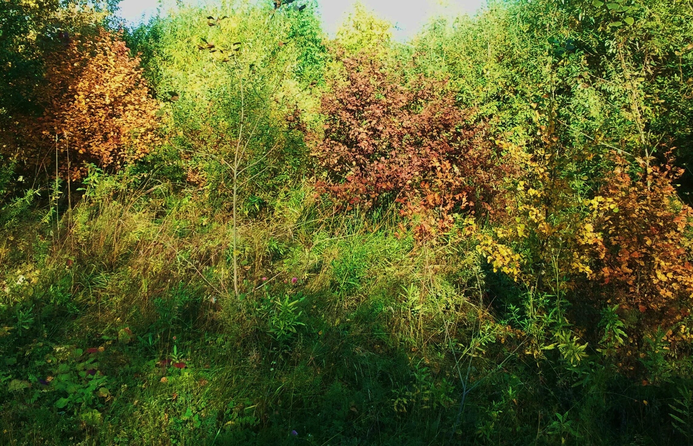 Орешник агрыз. Парк орешник агрыз. лещина обыкновенная парк. орешник город бирск.