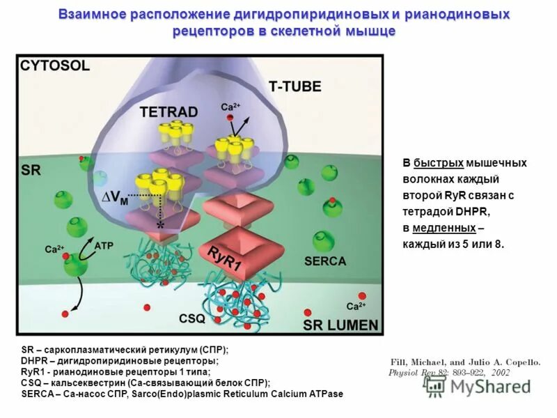 дигидропиридиновый рианодиновый рецептор сердце. дигидропиридиновые рецепторы. мембранный потенциал скелетной мышцы. рианодиновые рецепторы кальций. рианодиновые рецепторы кальций.