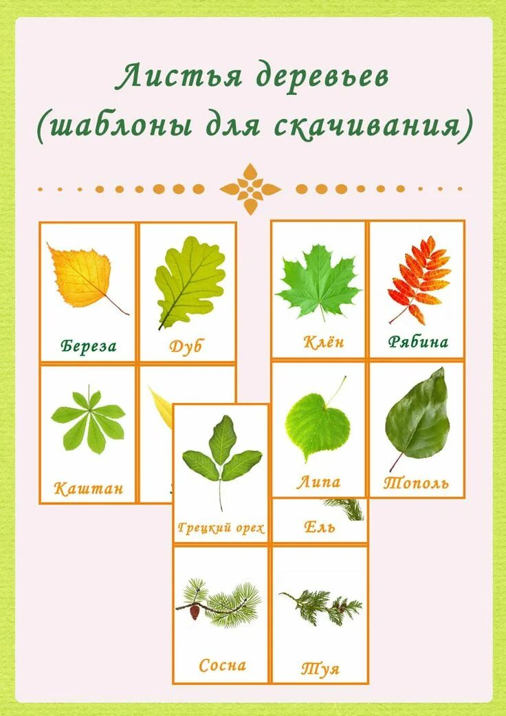 Что выделяют листья деревьев. Что выделяют листья деревьев