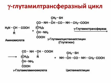 Определение ггт γ глютамилтрансферазы