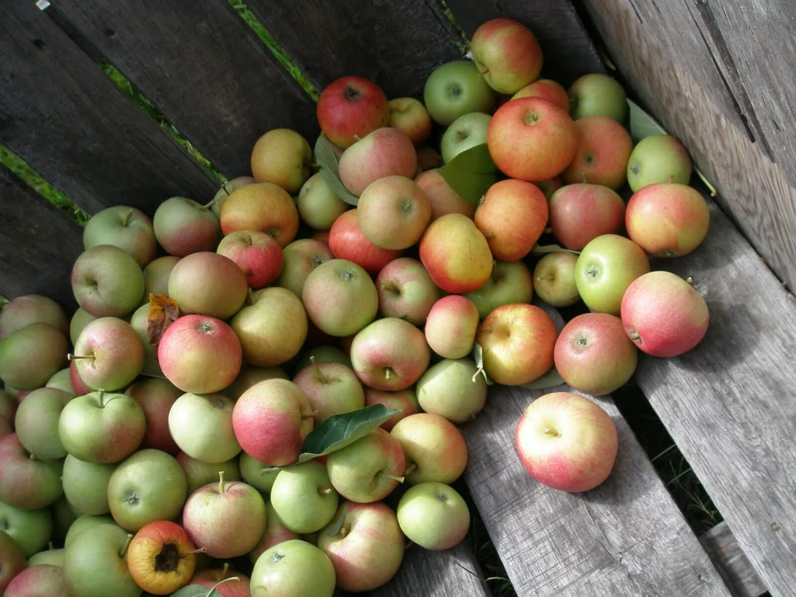 Кислые сорта яблок. Кислые яблоки антоновка. Очень кислые яблоки. Очень кислые яблоки. Кисло сладкие яблоки.