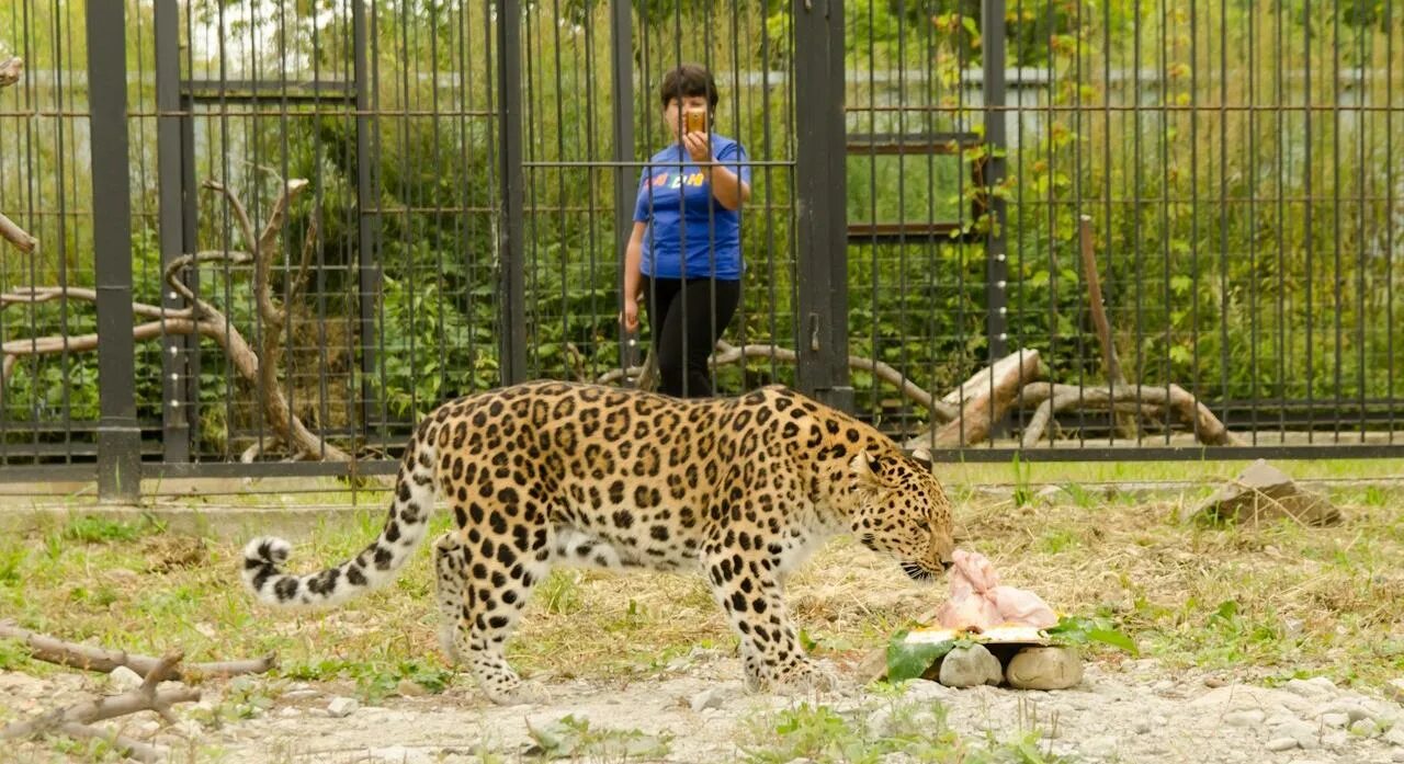 Зоологический центр сафари в рамат-гане рамат-ган. Сафари парк рамат ган. Зоологический центр питон комсомольск-на-амуре. Зоологический центр сафари в рамат-гане рамат-ган. Зоологический центр.