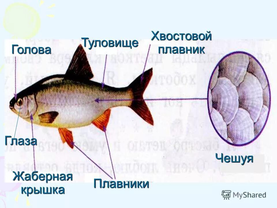 представители хрящевых рыб 7 класс. рыбы презентация 6 класс 8 вид природоведение. рыбы 1 класс окружающий мир. только рыба. рыба для презентации.