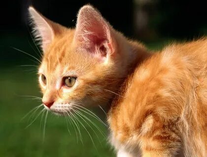 Рыженький котик