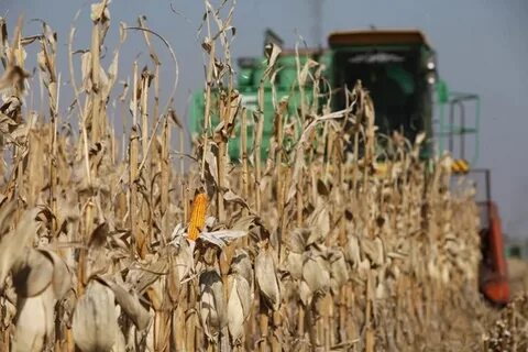Урожайность подсолнечника 2024 в краснодарском крае