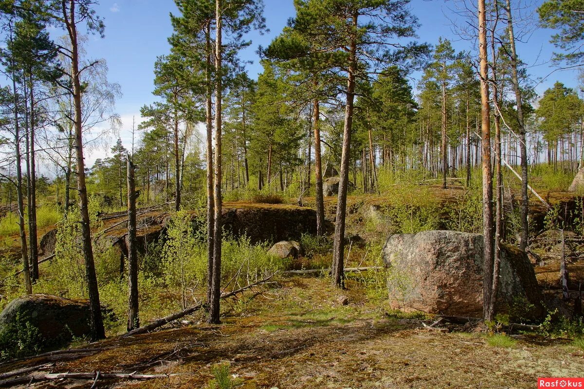 города карельского перешейка. карельский перешеек достопримечательности. 2. города карельского перешейка. выборг природа карельского перешейка.