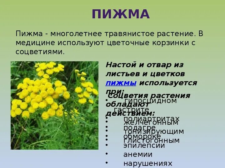 Растения использующиеся в медицине. Пижма обыкновенная строение цветка. пижма лекарственное растение. лекарственные травы в домашней аптечке. растения в домашней аптечке.