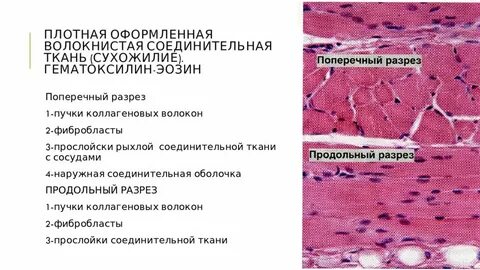 Препараты тканей