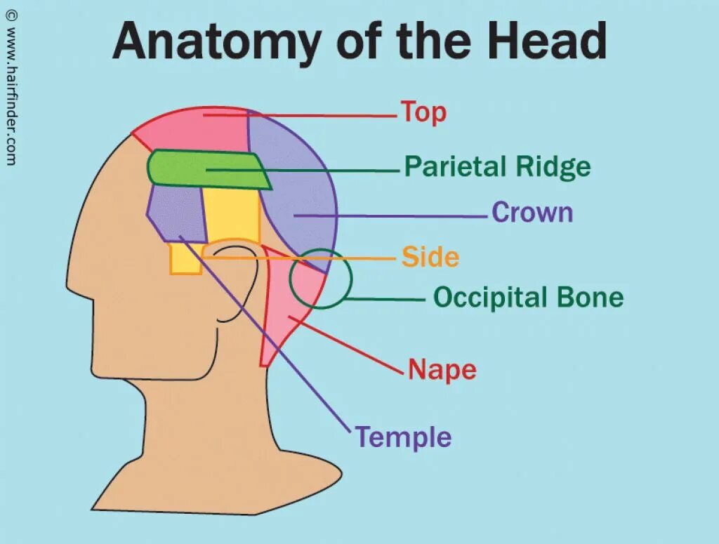 Crown head. The head схема. Анатомия волос человека головы. Висок анатомия. Head of function