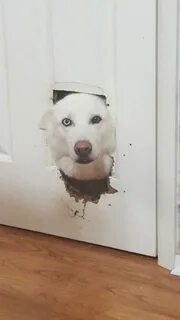 Съел стены