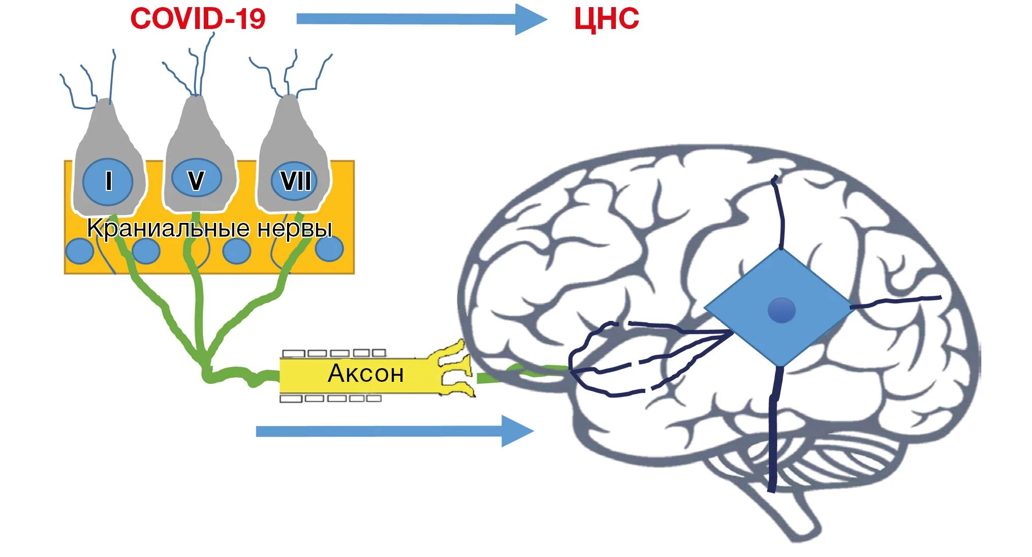 Нервная система. Поражение нервной системы при ковид 19. Коронавирус и нервная система.