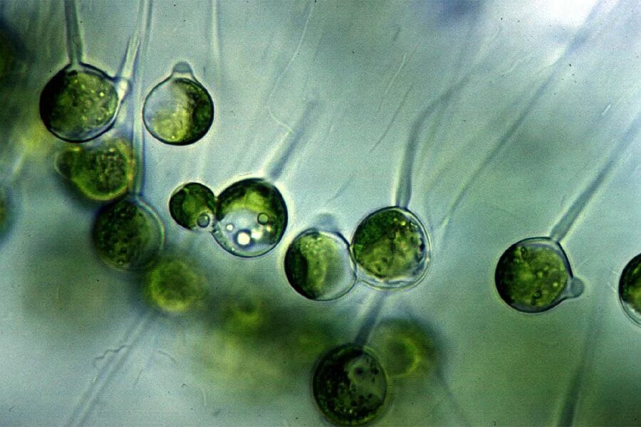 Известно что хламидомонада одноклеточная фотосинтезирующая зеленая водоросль. Плеврококк водоросль. Пальмеллоидный таллом. Пальмеллоидный Тип таллома. Плеврококк размножение.