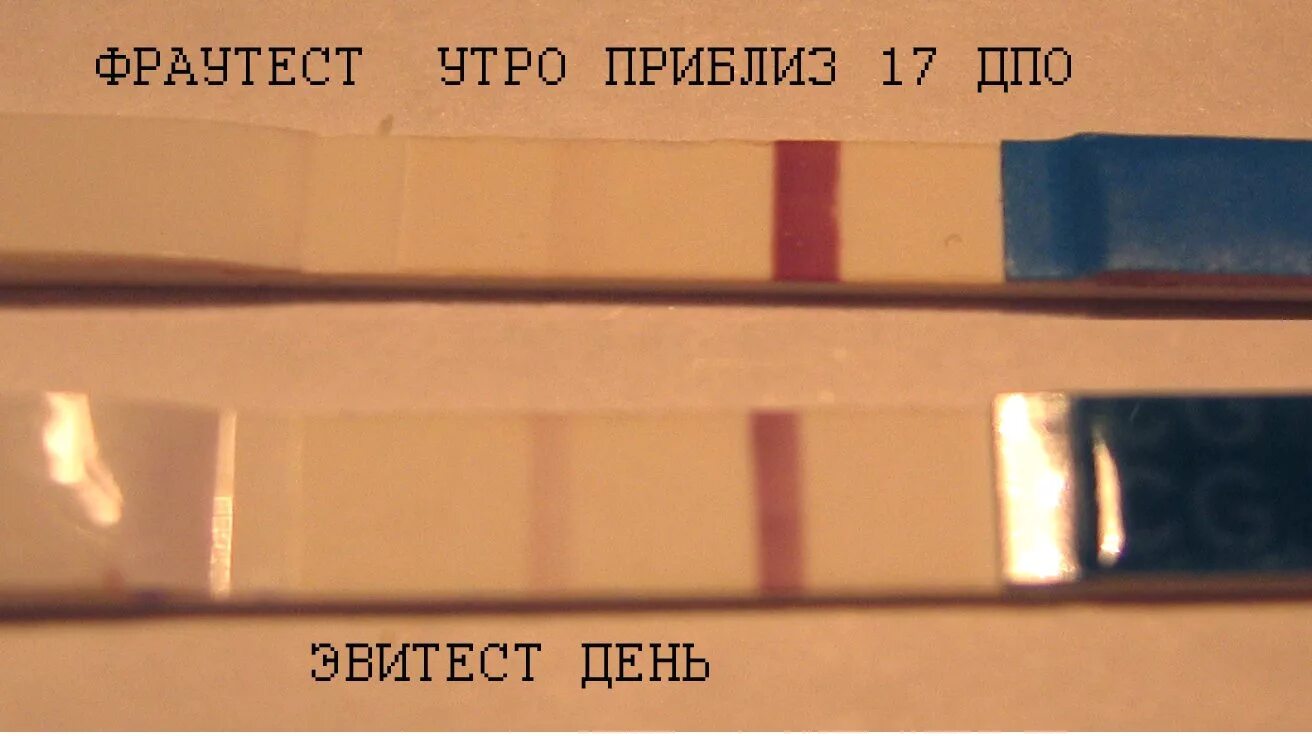 Через 3 дня после овуляции