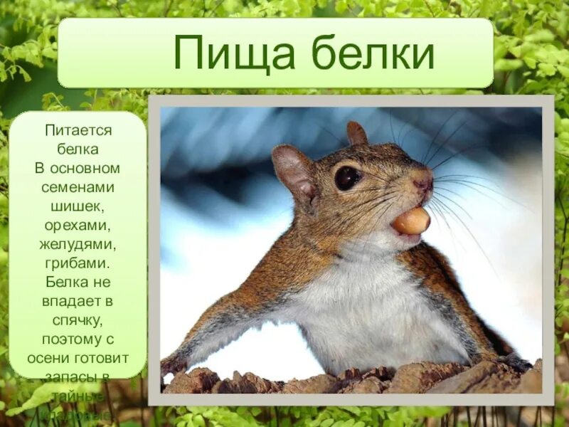 Белка презентация для детей. Белка способ питания. К какой группе животных относится белка. Белка способ питания. Пища белки в лесу.