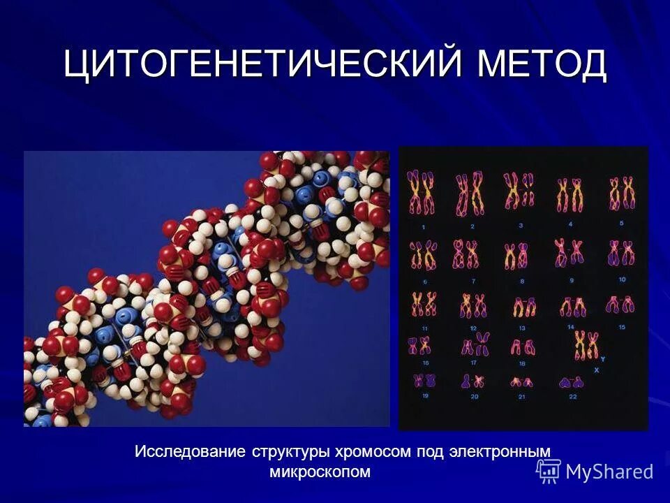 Строение хромосом эукариот схема. Цитогенетический метод изучения наследственности человека. Цитогенетический метод генетики пример. Цитогенетический метод исследования кариотипа. Методы картирования хромосом.