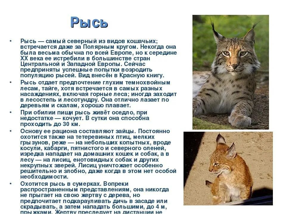 Проект рысь 4 класс окружающий мир Презентация для 4 класса Лесная зона России скачать бесплатно pptx