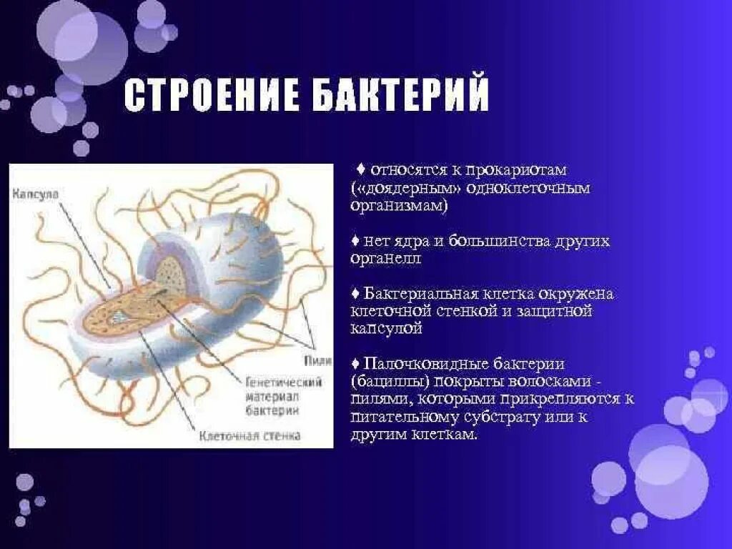 Прокариотами называются