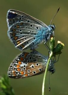 Papillon бабочка