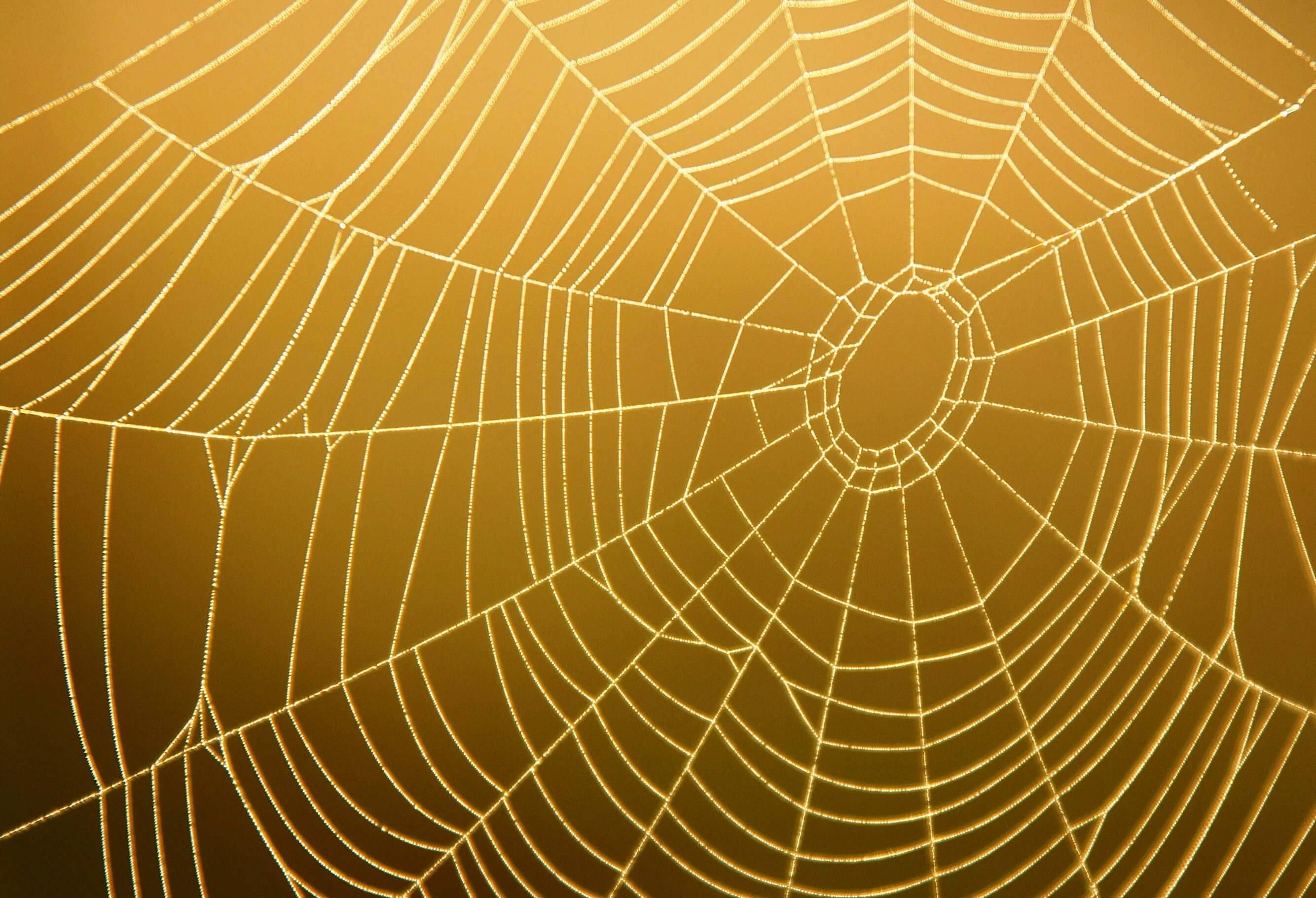 Spiders thread