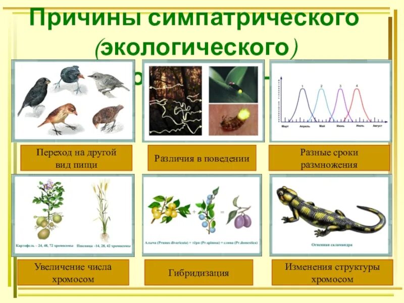 Овогенез животных зона размножения. Схема гаметогенеза у человека. Зона роста 2) зона размножения 3) зона созревания. Характеристика видов размножения. Половой процесс биология.