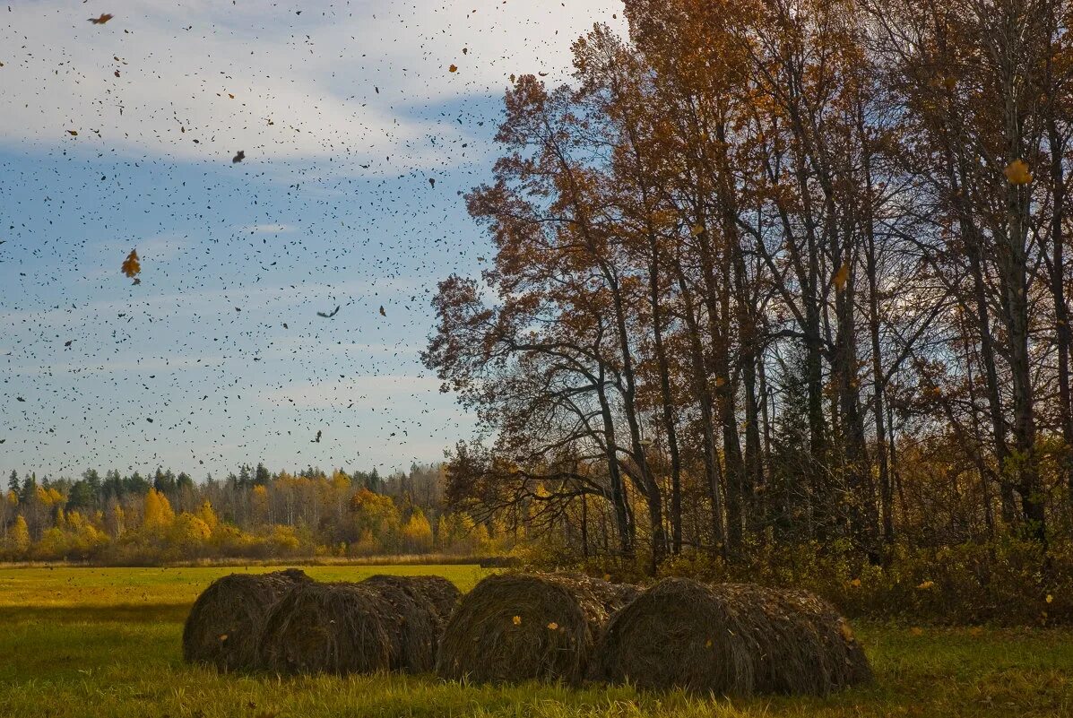 сильный ветер осенью. сильный ветер осень. осень ветер. дует холодный осенний ветер. сильный ветер осенью.