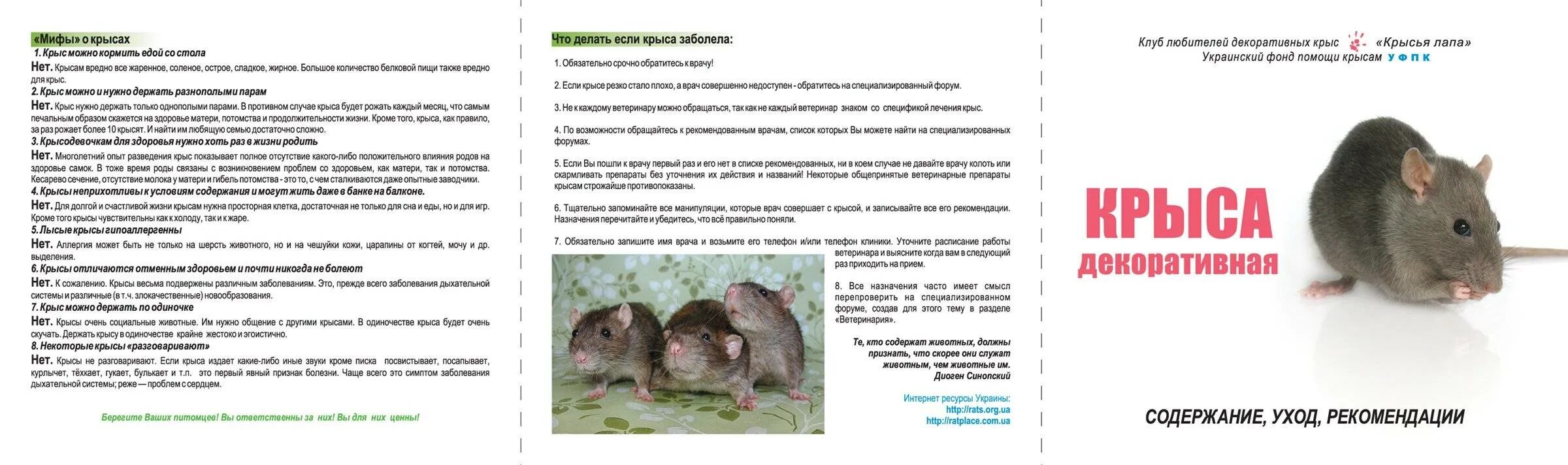 Можно ли крысам соленое. Питание крыс. питание крыс декоративных. таблица для крыс. список чем можно кормить крыс.