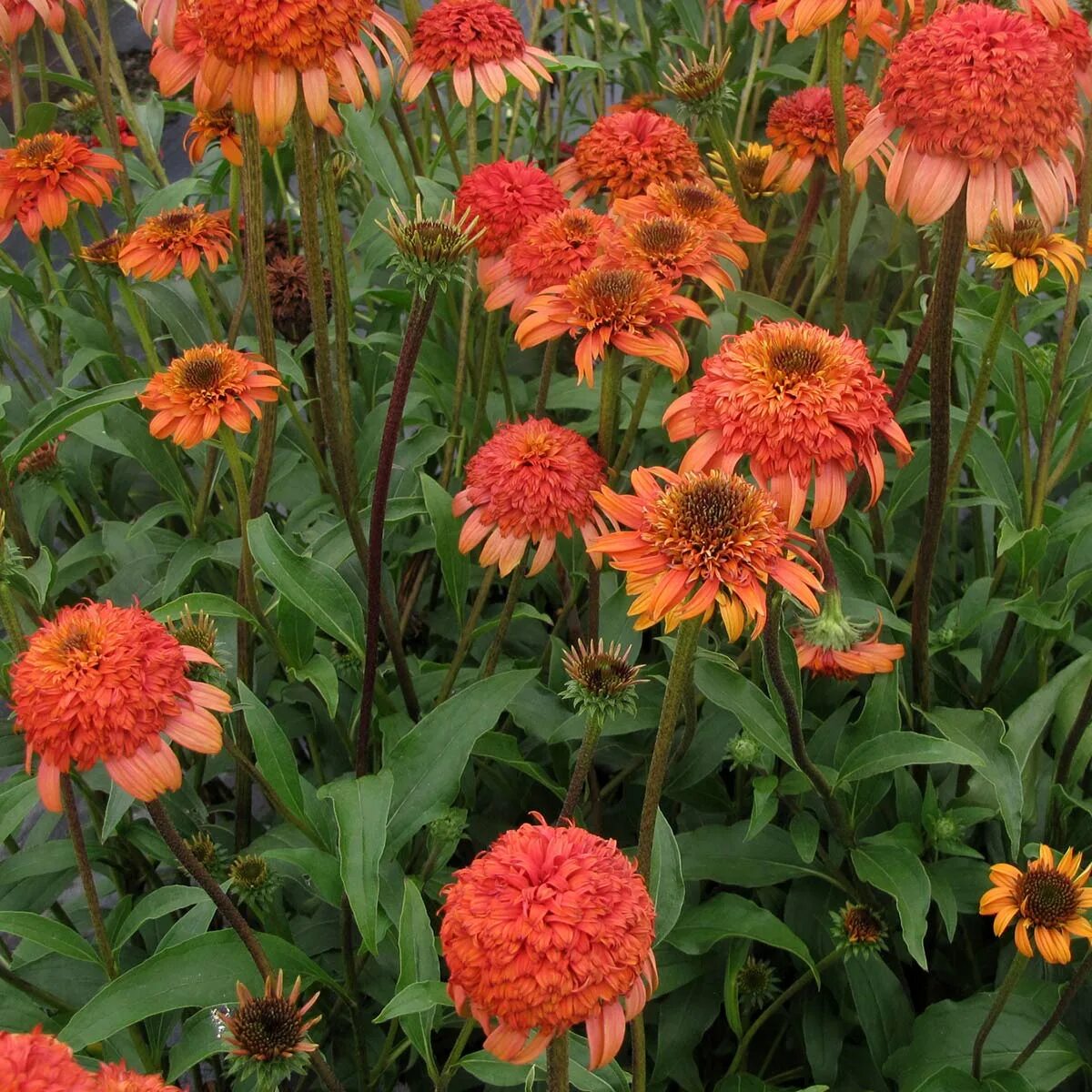 Суприм канталуп. Эхинацея cantaloupe supreme. Эхинацея echinacea supreme™ cantaloupe. Эхинацея flamingo. Эхинацея пурпурная supreme cantaloupe.