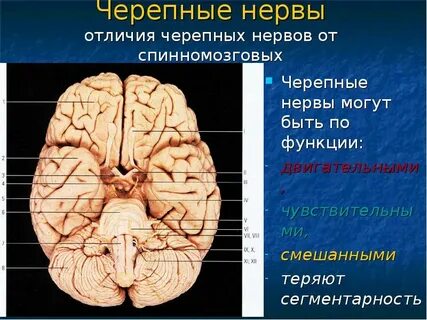 Черепные нервы среднего мозга