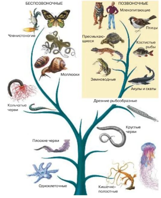 Родственные животные. Родственные связи животных. Рисунок родственные связи между группами животных. Родственные связи между животными биология 5 класс.