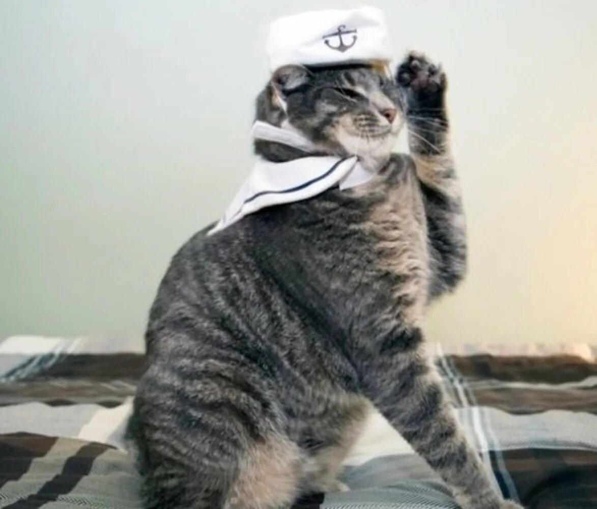 Кот воинское приветствие. Кот воинское приветствие. Отдать честь мем. Кот отдает честь. Кот отдает честь.