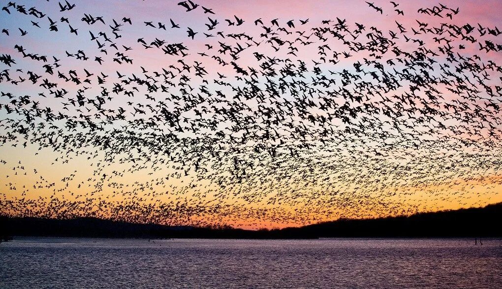Скопление птиц в небе. Как называется скопление птиц. Стая птиц. Мурмурация – «танец скворцов». Мурмурация в виде птицы.