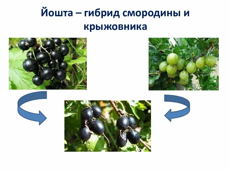 Как называется гибрид. Гибрид смородины и крыжовника йошта. селекция смородины. селекция крыжовника. смесь черной смородины и крыжовника название.