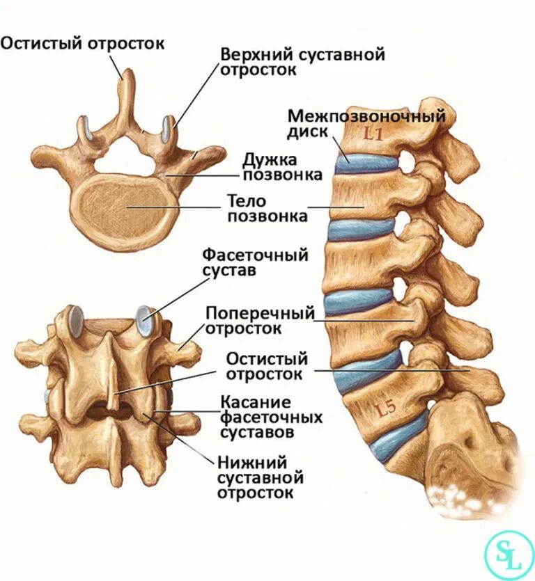 Межпозвонковый сегмент