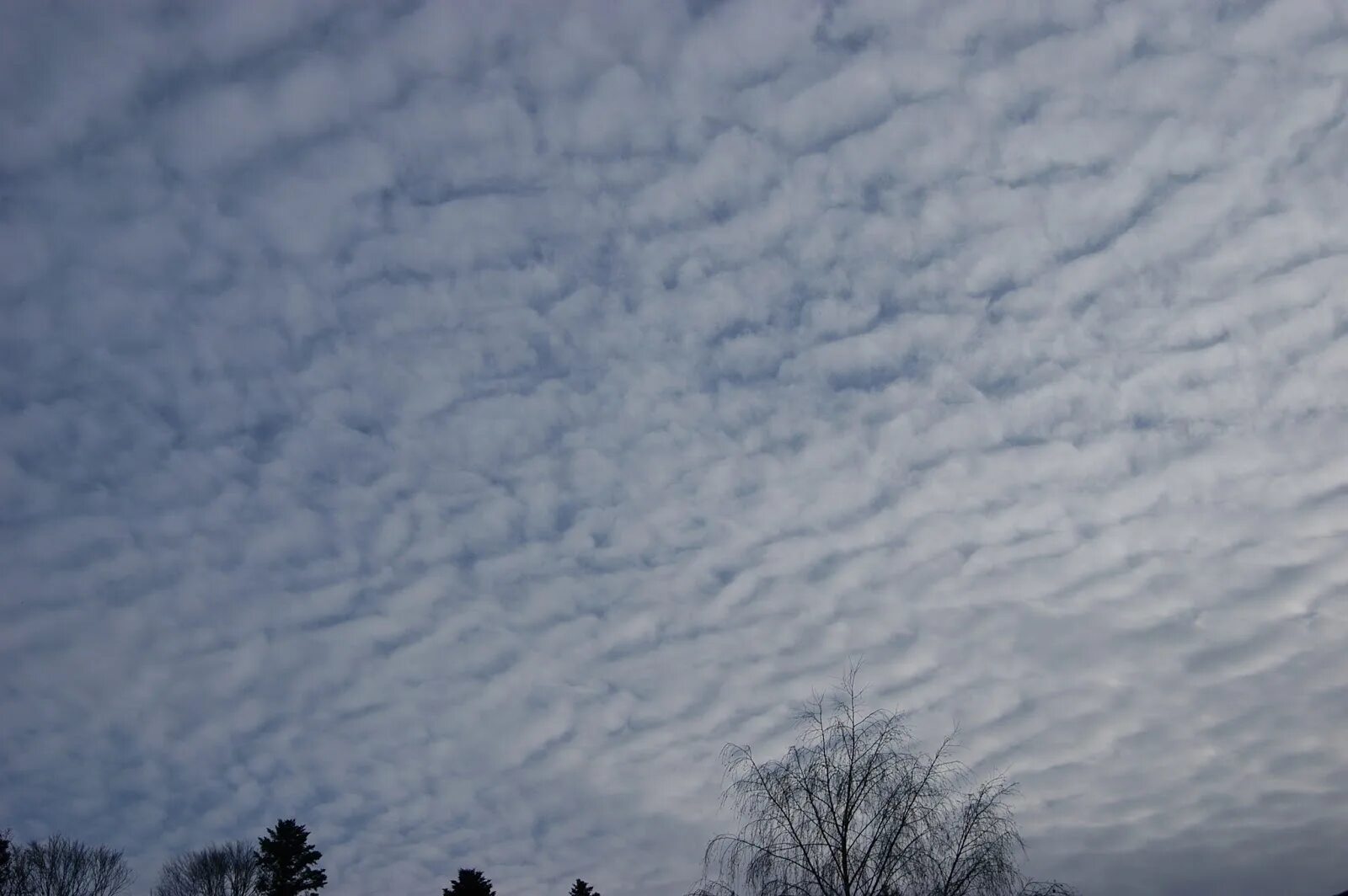 Облако 101. Высококучевые (altocumulus, AC). Cirrocumulus stratiformis. Высококучевые облака. Волнистые высококучевые облака.