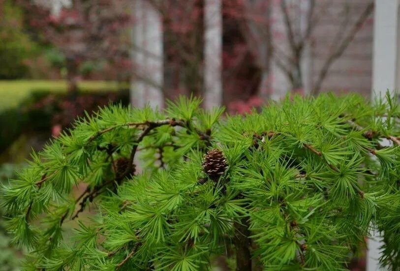 Лиственница сорта фото. Лиственница сукачева (larix sukaczewii). Лиственница пендула. Лиственница гмелина. ).