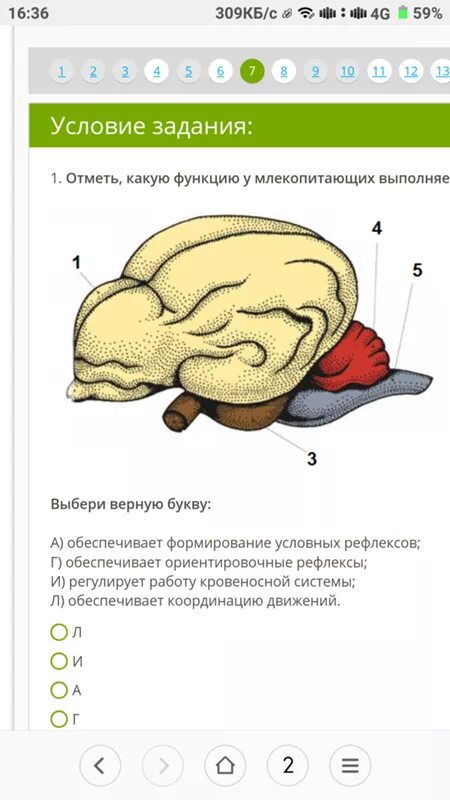 Наиболее развитые отделы головного мозга у млекопитающих. Отделы головного мозга млекопитающих. Функции отделов мозга млекопитающих. Роль отделов головного мозга млекопитающих. Функции головного мозга млекопитающих.